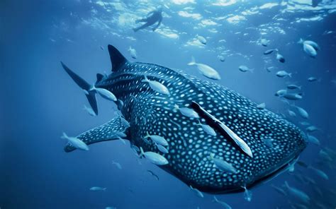 cute shark wallpaper|cute whale shark wallpaper pc.